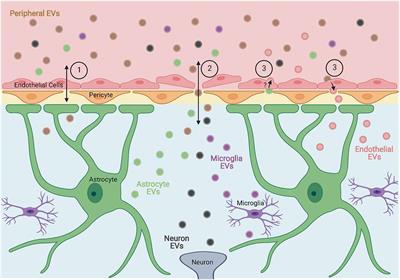 Extracellular Vesicles as a Means of Viral Immune Evasion, CNS Invasion, and Glia-Induced Neurodegeneration